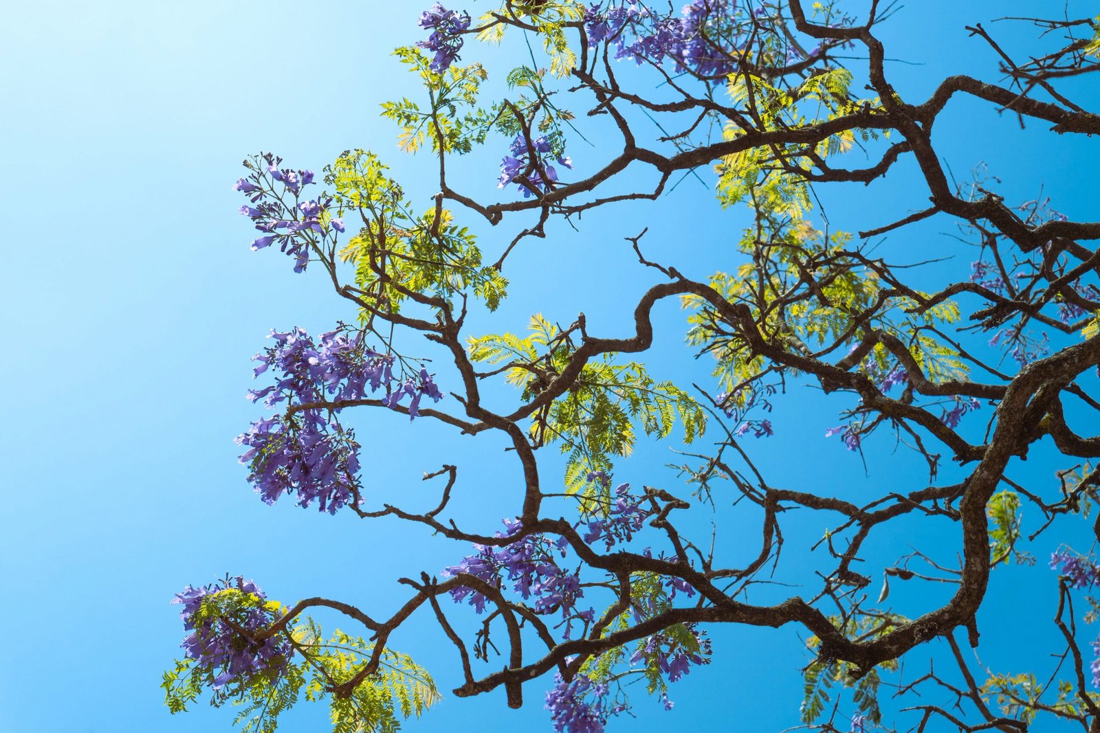 a tree with purple flowers in the foreground and a blue sky in the background